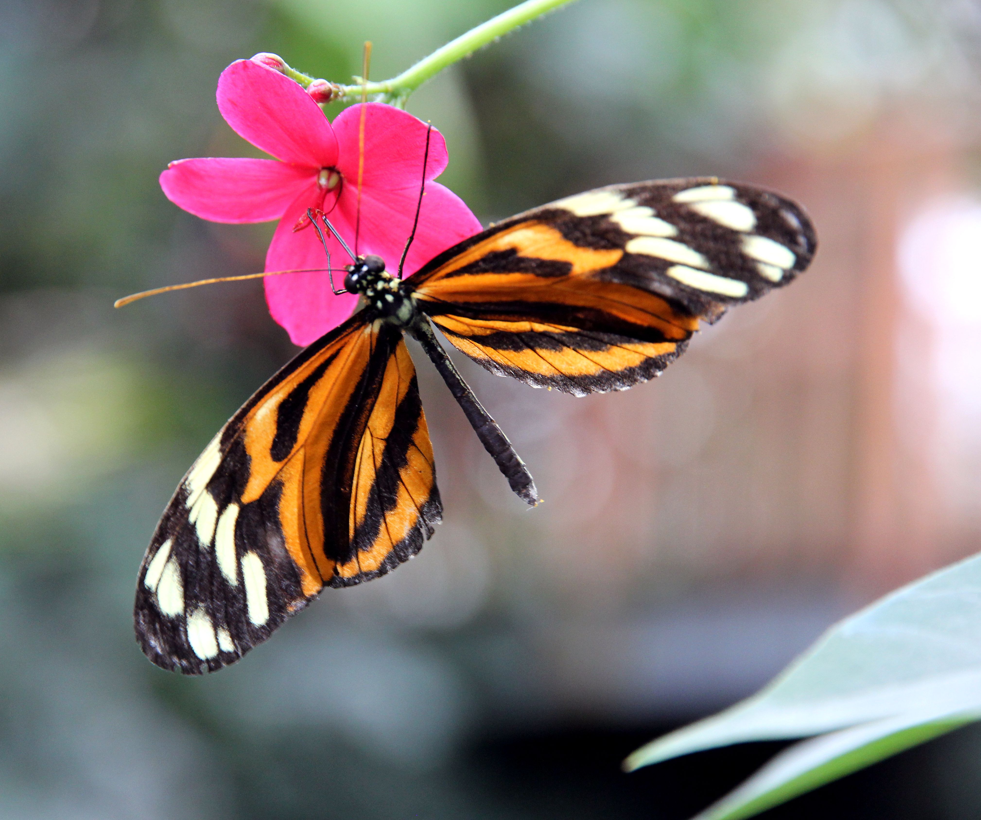 Schmetterling