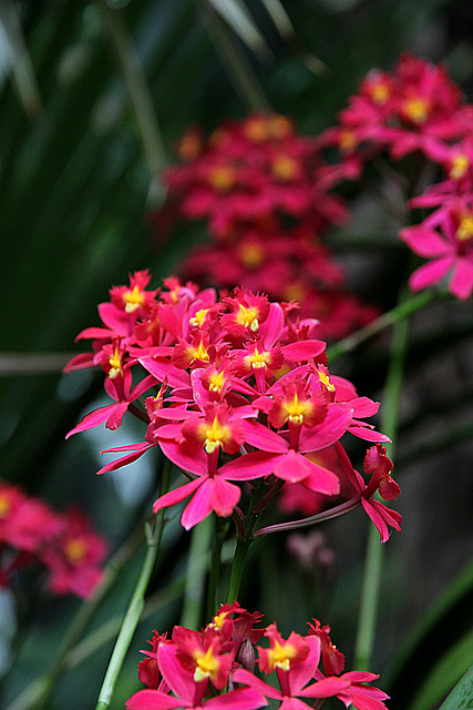 Orchideenausstellung Insel Mainau