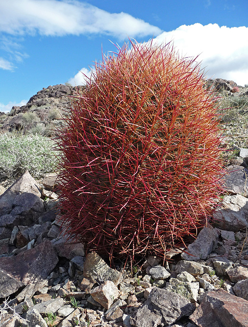 Red Barrel Cactus (2963)
