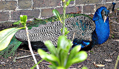 Another peacock
