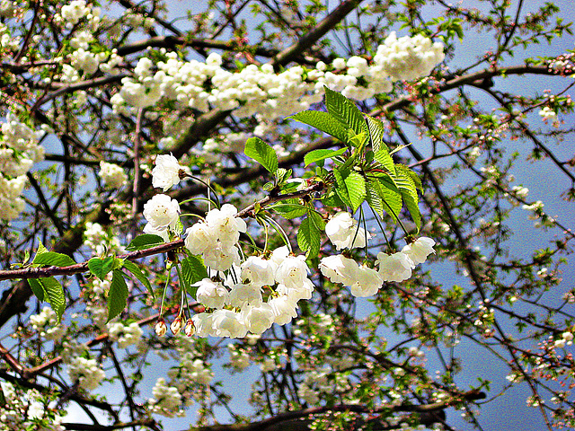 White blossom White blossom