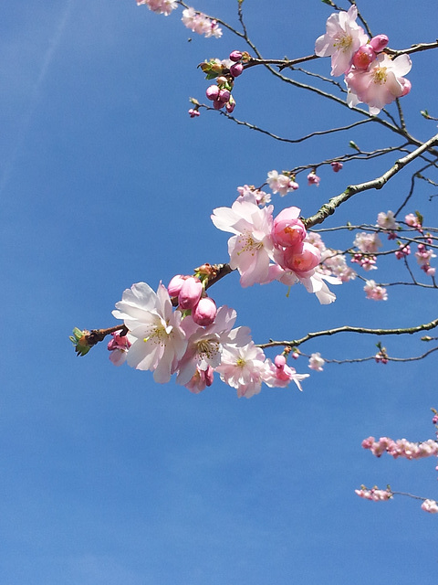 Cerisier en fleurs