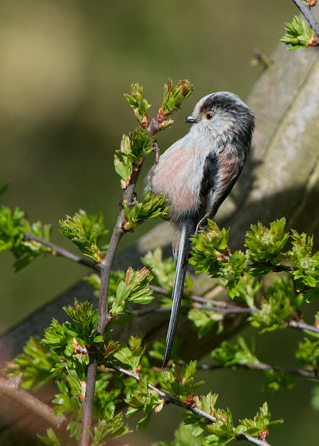 Long-tailed tit