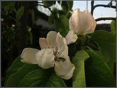 Fleurs de cognassier