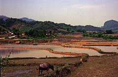 Paddy fields at Nam Meo