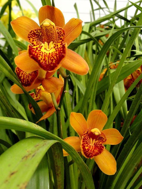 Orchidaceae