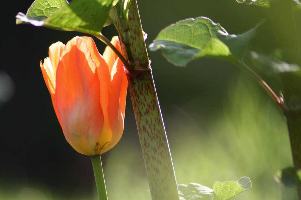 Tulpe in der Morgensonne