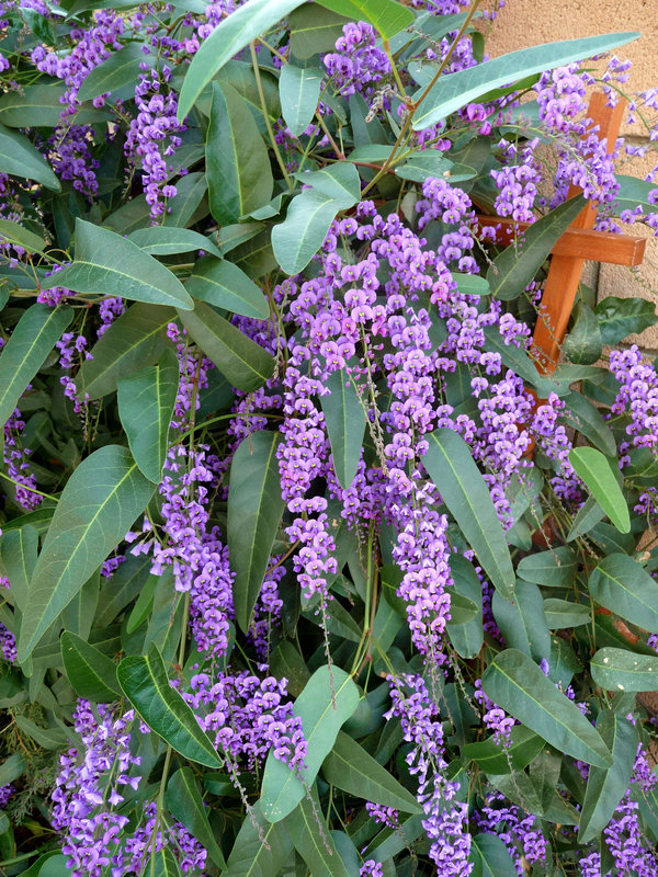 Hardenbergia (2931)