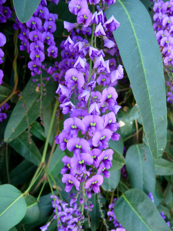 Hardenbergia (2932)