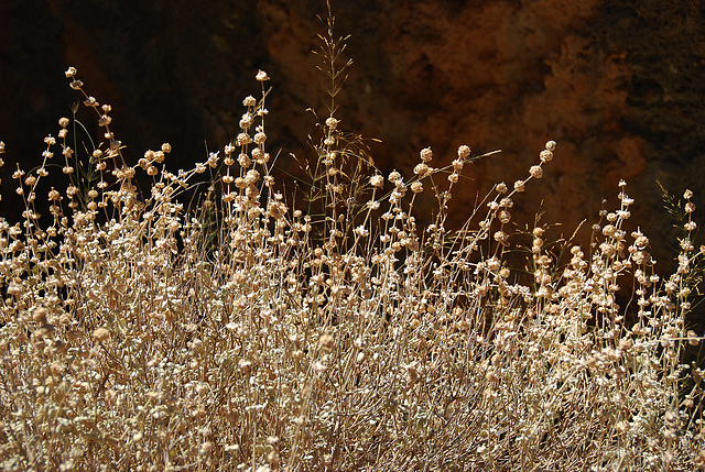 Stauden in der Sonne