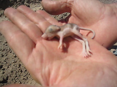 Kangaroo Rat Pup (0538)