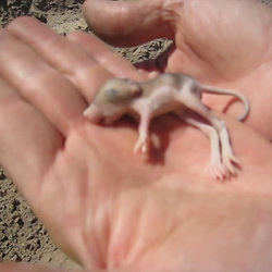 Kangaroo Rat Pup (0538)