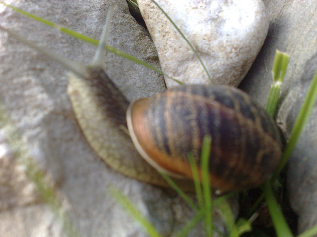 Caracol 2