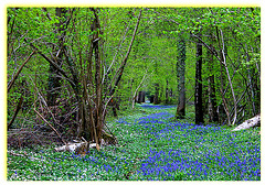 sous bois bleu