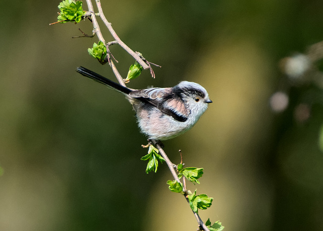 Long-tailed tit