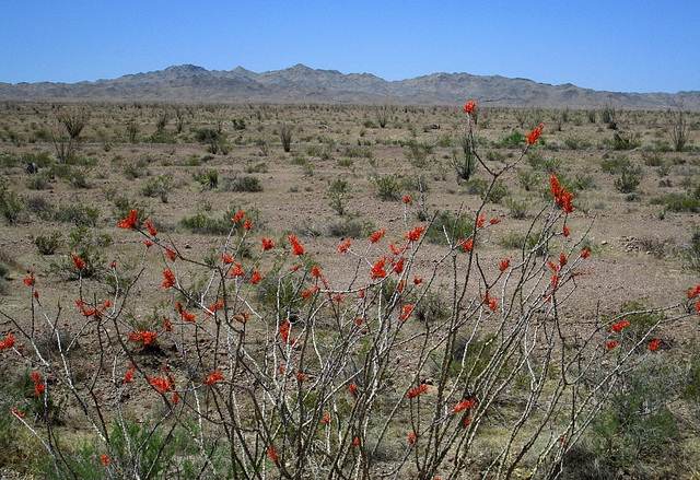 Ocotillo Blooms (0505)