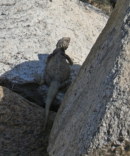 Tahquitz Canyon Lizard (1789)