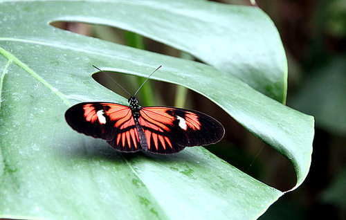 Schmetterling