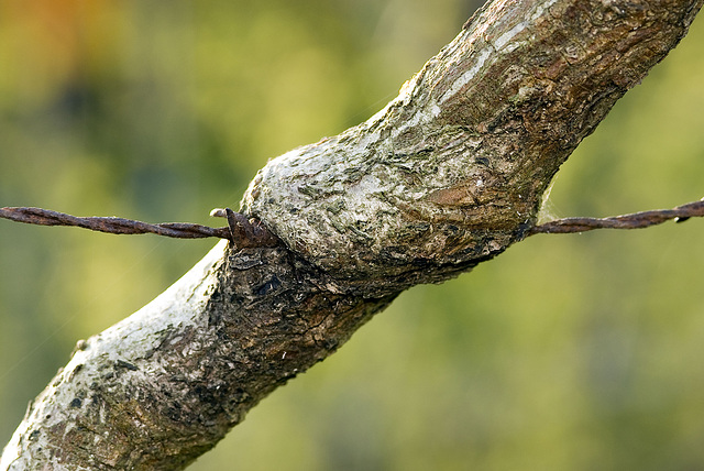 Barb wire