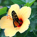 Schmetterling + Hibiskus