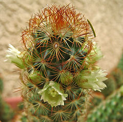 Cactus Flowers (0738)