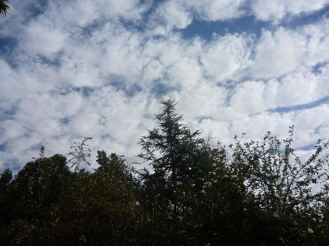 Arboles y nubes