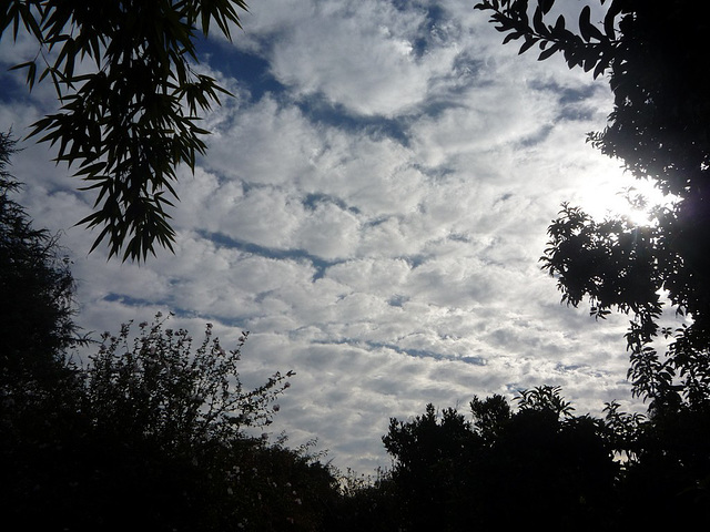 Nubes entre árboles