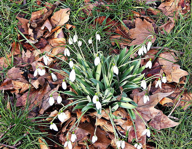 Harbingers of spring