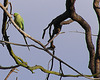 Parakeet in the park