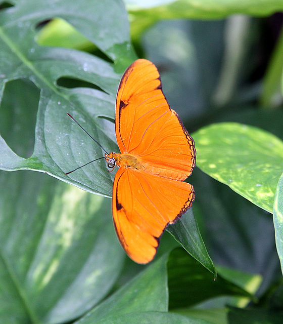 Schmetterling