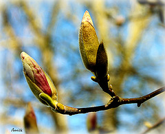 les bourgeons du printemps