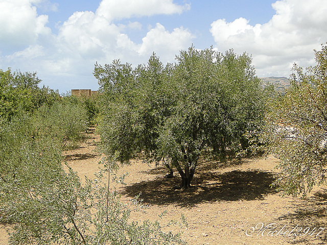 2012-07-24 Agrigento   48