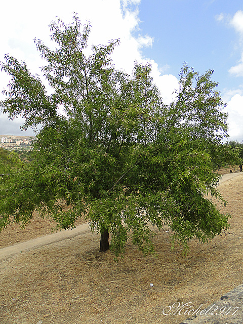 2012-07-24 Agrigento   104