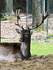 Hirsch