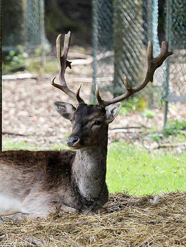 Hirsch