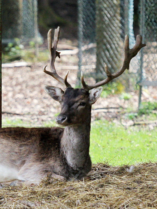 Hirsch