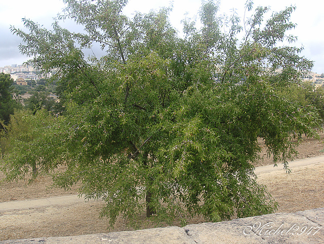 2012-07-24 Agrigento G  76