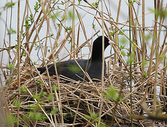 Blässhuhn beim Brüten auf dem See