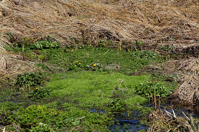 Colonies de Caltha et Montia