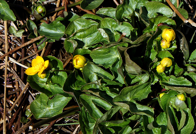 Caltha palustris