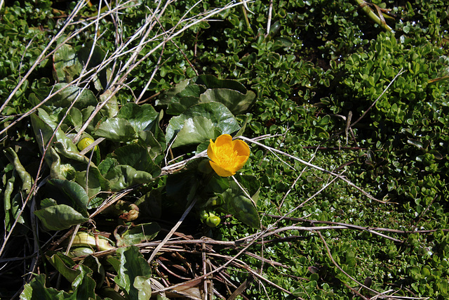 Caltha à gauche , Montia à droite