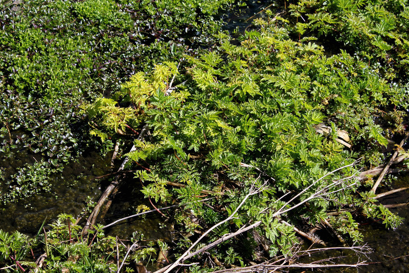 Chaerophyllum hirsutum- Apiacée