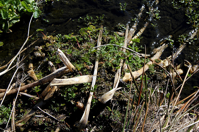 Chaerophyllum hirsutum- Apiacée