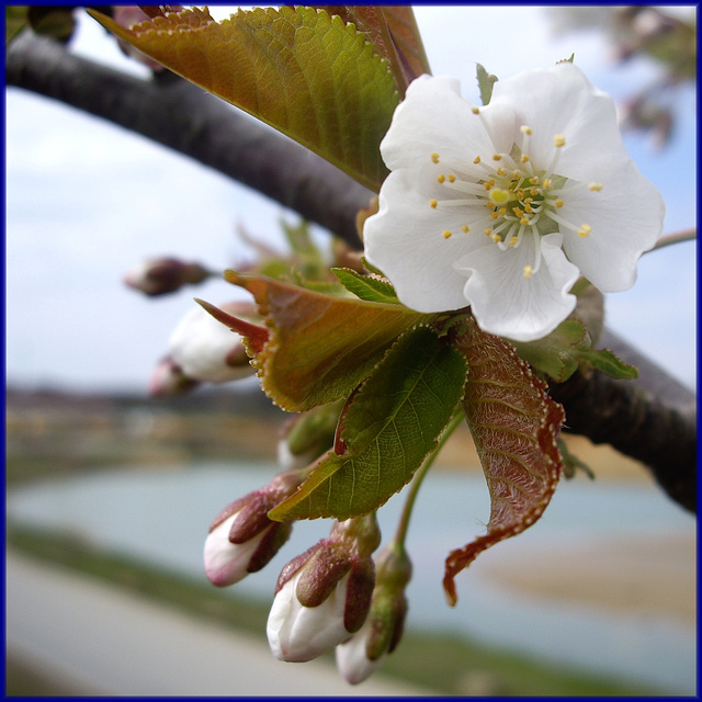 Kirschblüte...