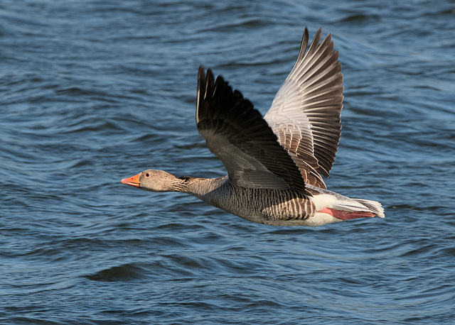 Greylag goose in flight