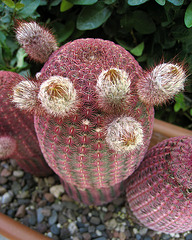 Cactus (0372)