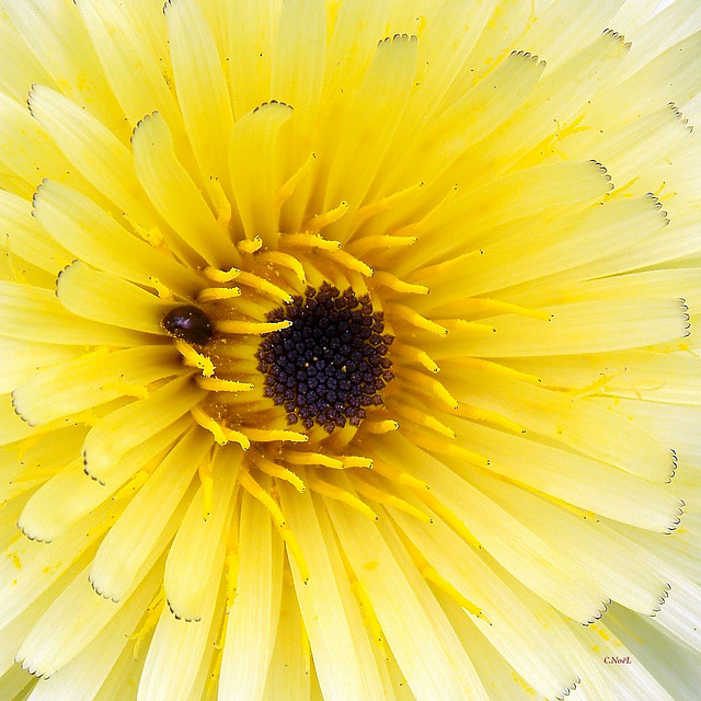 Au cœur de la fleur !