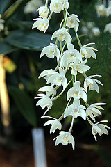 Orchidee, Insel Mainau