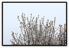 Oiseaux sous la neige