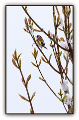 Chardonneret sous la neige dans un Erable sycomore